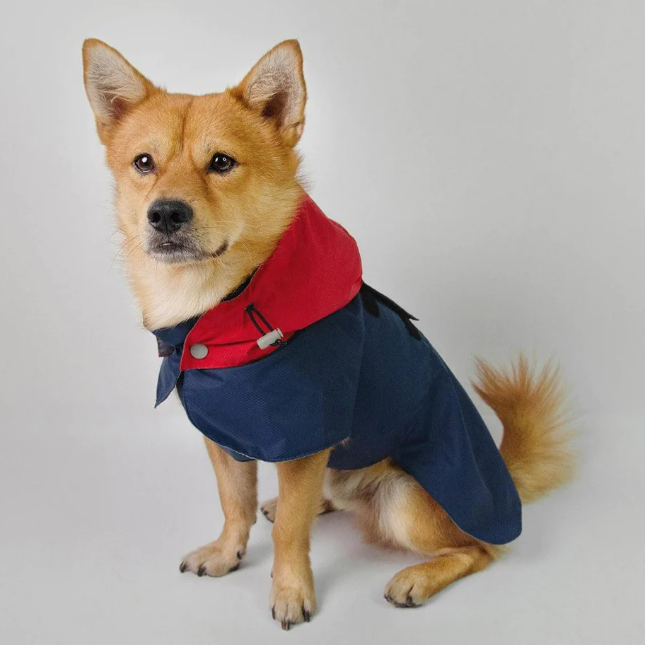 Contrast Colors Waterproof Dog Raincoat